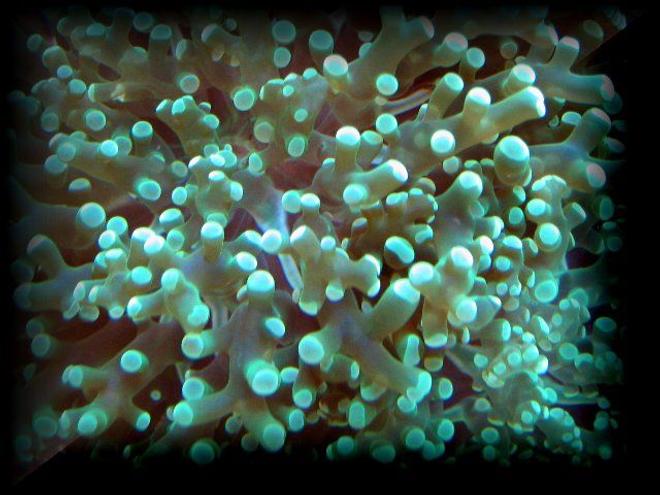 corals inverts - euphyllia paradivisa - frogspawn coral stocking in 125 gallons tank - Green frogspawn