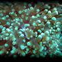corals inverts - euphyllia paradivisa - frogspawn coral stocking in 125 gallons tank - Green frogspawn
