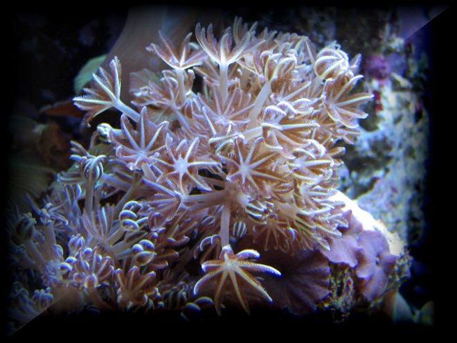 corals inverts - xenia elongata - silver branch pumping xenia stocking in 125 gallons tank - xenia