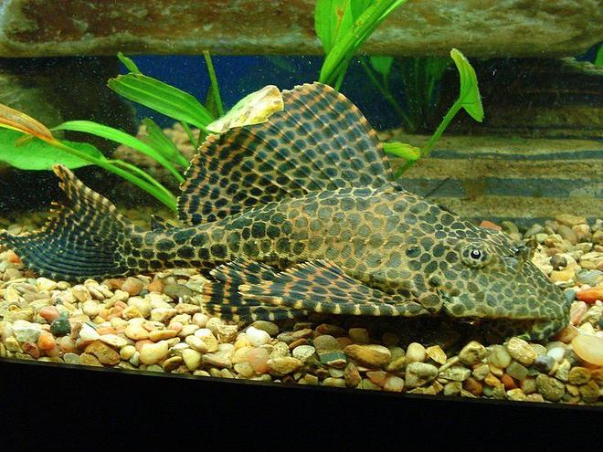 freshwater fish - hypostomus punctatus - trinidad pleco stocking in 75 gallons tank - PLECO ALL FLUFFED UP AND READY FOR ANOTHER TREAT