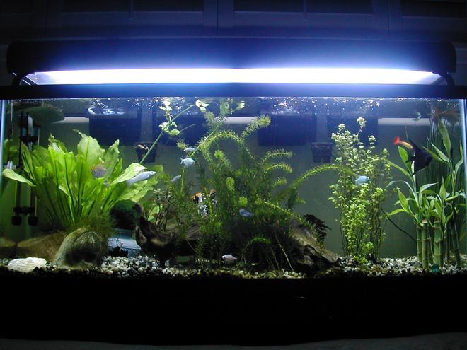 55 gallons freshwater fish tank (mostly fish and non-living decorations) - Nice plant set-up (1 of many) I had goin in my tank. I took this picture shortly before "El Patron" aka "The Boss" died from internal infections (bloat) -- You can see he's the big angelfish kinda hiding in the back. RIP