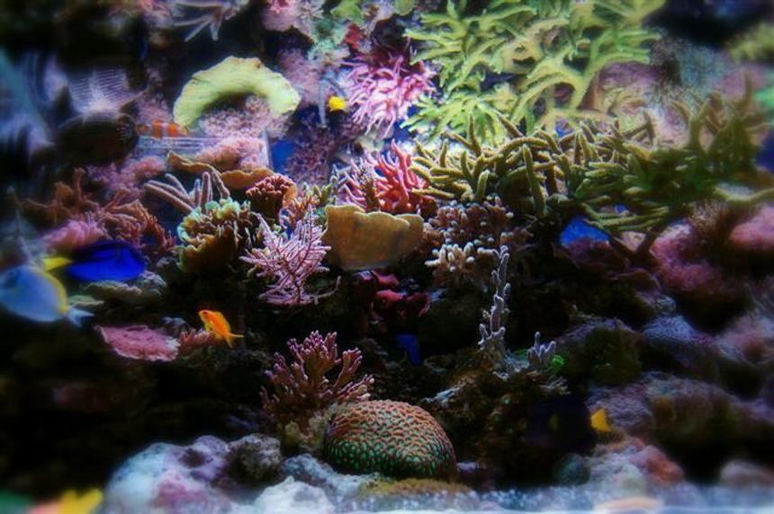 Rated #24: Corals Inverts - Seriatopora Stellata - Pink Thick Branch Birdsnest Coral Stocking In 540 Gallons Tank - nr5