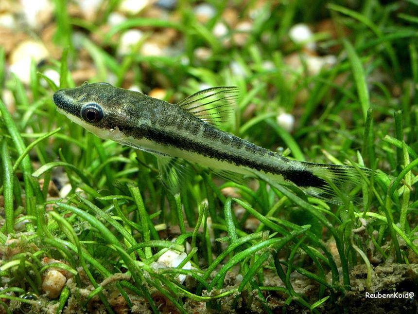 Rated #70: Freshwater Fish - Crossocheilus Siamensis - Siamese Algae Eater Stocking In 6 Gallons Tank - Algae Lover