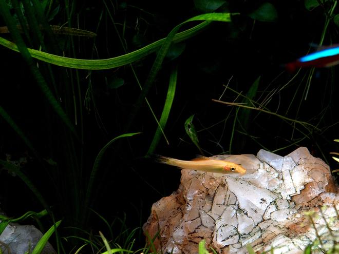 freshwater fish - gyrinocheilos aymonieri - gold algae eater stocking in 6 gallons tank - Algae Lover