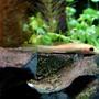 freshwater fish - gyrinocheilos aymonieri - gold algae eater stocking in 6 gallons tank - Lazy Algae