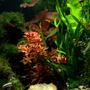 freshwater fish - hemigrammus bleheri - true rummynose tetra stocking in 6 gallons tank - Two Pole