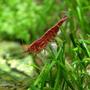 corals inverts - neocaridina denticulata sinensis - red cherry shrimp stocking in 6 gallons tank - Cherry Red