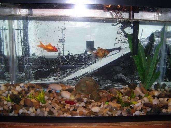 freshwater fish - carassius auratus - fantail goldfish stocking in 10 gallons tank - Wanda (Calico Fantail) and a new fish which I had to remove cause it was bitting at Wanda.
