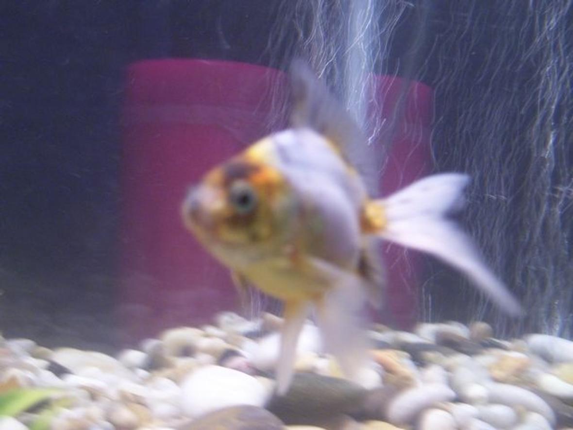 freshwater fish - carassius auratus - fantail goldfish stocking in 10 gallons tank - Wanda a Calico Fantail