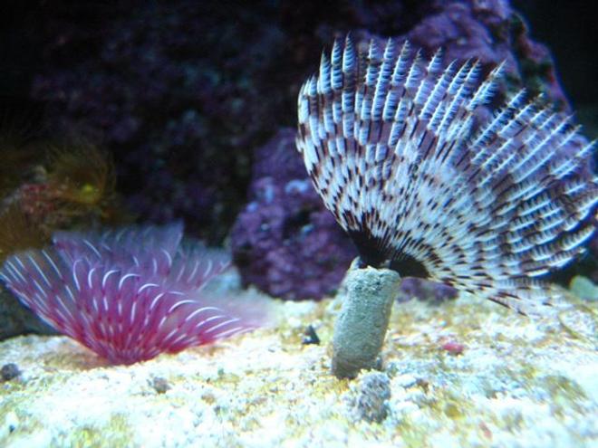 corals inverts - bispira sp. - dwarf colored feather duster stocking in 46 gallons tank - 2 Dwarf Colored Feather's.