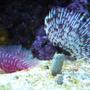 corals inverts - bispira sp. - dwarf colored feather duster stocking in 46 gallons tank - 2 Dwarf Colored Feather's.
