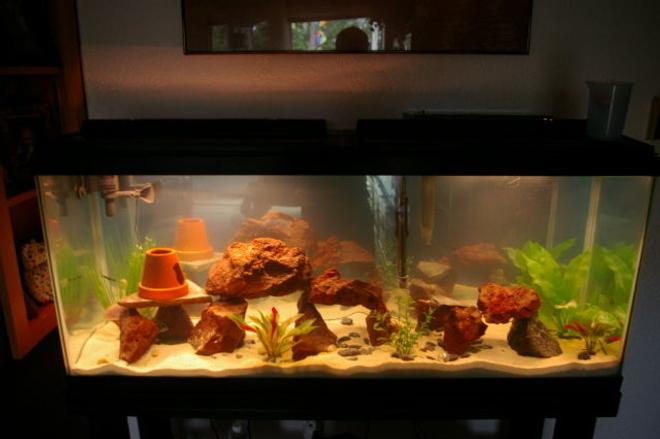 75 gallons freshwater fish tank (mostly fish and non-living decorations) - 55 gallon south american cichlid tank

1 4in pink convict male, 1 3in balck convict and 1 4in tiger pleco