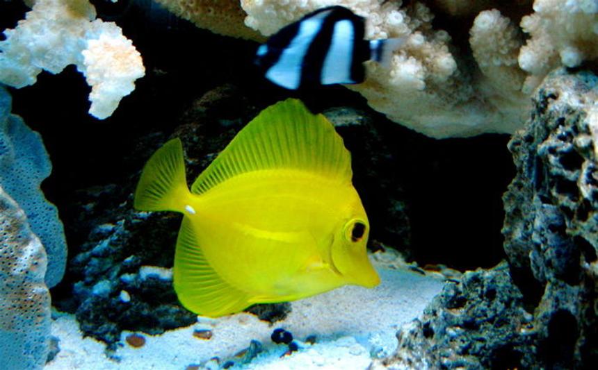 Rated #69: Saltwater Fish - Zebrasoma Flavescens - Yellow Tang - Hawaii Stocking In 55 Gallons Tank - YELLOW TANG