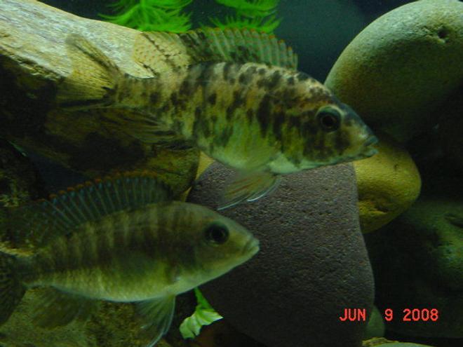 freshwater fish - aulonocara nyassae var. - peacock cichlid, orange blossom stocking in 75 gallons tank - OB Peacock and Red Peacock