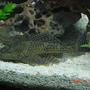 freshwater fish - hypostomus punctatus - trinidad pleco stocking in 75 gallons tank - Pleco Chilling on the Bottom