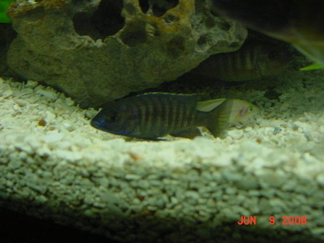 freshwater fish - copadichromis chrysonotus - chrysonotus cichlid stocking in 75 gallons tank - Blue Chrysonatus Hanging on the Bottom