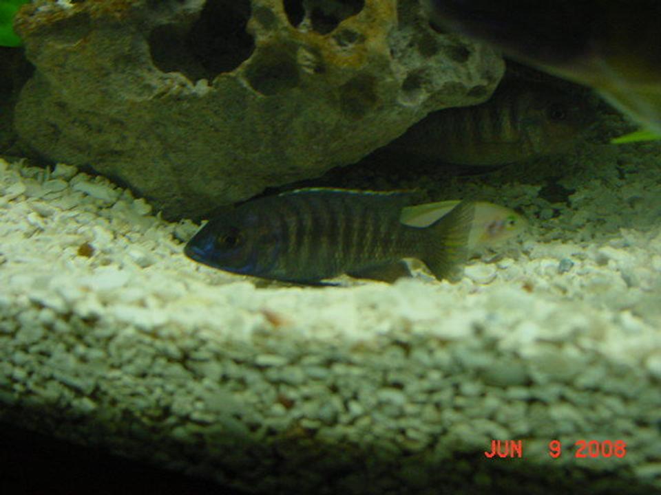 freshwater fish - copadichromis chrysonotus - chrysonotus cichlid stocking in 75 gallons tank - Blue Chrysonatus Hanging on the Bottom