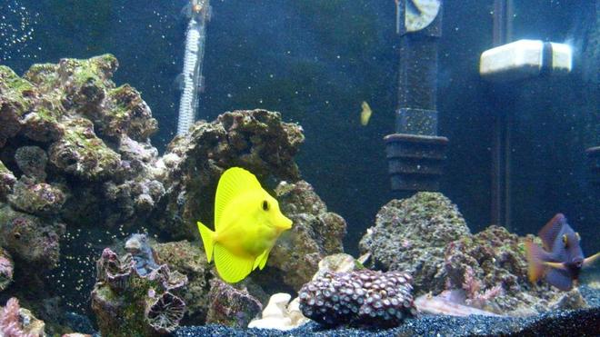 saltwater fish - zebrasoma flavescens - yellow tang - hawaii stocking in 65 gallons tank - yellow tang, kole tang, sleeper goby and algea blenny