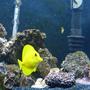saltwater fish - zebrasoma flavescens - yellow tang - hawaii stocking in 65 gallons tank - yellow tang, kole tang, sleeper goby and algea blenny