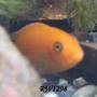 freshwater fish - pseudotropheus estherae - red zebra cichlid stocking in 60 gallons tank - whats up