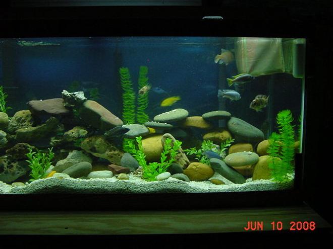 75 gallons freshwater fish tank (mostly fish and non-living decorations) - Stonehenge and some of the Guys