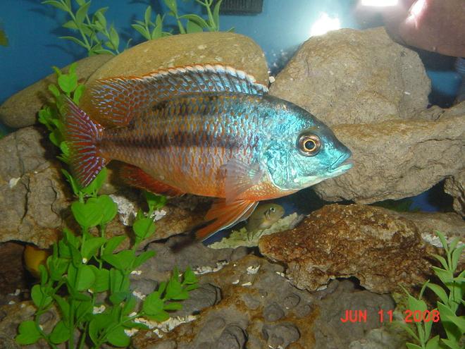 freshwater fish - protomelas taeniolatus - red empress stocking in 75 gallons tank - Red Empress 2 Hours in New Tank (Male)