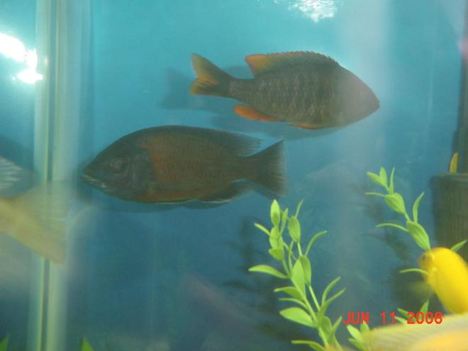 freshwater fish - copadichromis borleyi - yellowfin borleyi cichlid stocking in 75 gallons tank - Yellow Fin Boryalei - Male and Female