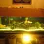 150 gallons freshwater fish tank (mostly fish and non-living decorations) - this is a crapy picture, but the 500kb is too little to get a quality oicture up-but i will make a plan. i'll get a better pic up sometime