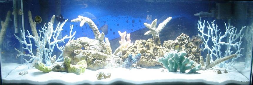 Rated #216: 20 Gallons Reef Tank - 20 Gallon long Fish only with live rock