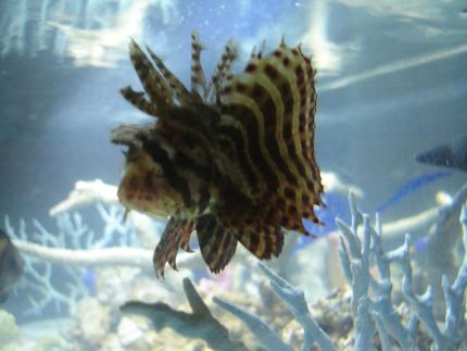 saltwater fish - dendrochirus brachypterus - fuzzy dwarf lionfish stocking in 20 gallons tank - Dwarf Fuzzy Lionfish