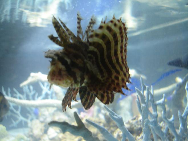 saltwater fish - dendrochirus brachypterus - fuzzy dwarf lionfish stocking in 20 gallons tank - Dwarf Fuzzy Lionfish