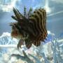 saltwater fish - dendrochirus brachypterus - fuzzy dwarf lionfish stocking in 20 gallons tank - Dwarf Fuzzy Lionfish