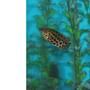freshwater fish - ctenopoma acutirostre - leopard ctenopoma stocking in 110 gallons tank - Leopard Ctenopoma