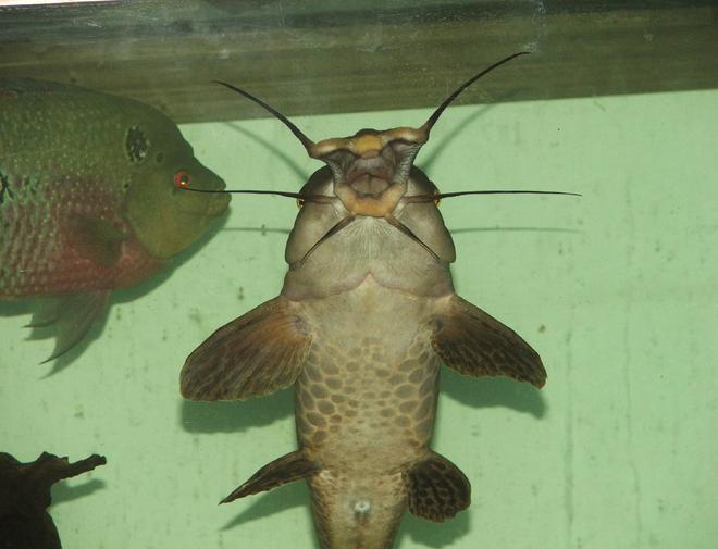 freshwater fish - auchenoglanis occidentalis - giraffe nosed catfish stocking in 110 gallons tank - 18in giraffe catfish lookin for some food