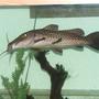 freshwater fish - auchenoglanis occidentalis - giraffe nosed catfish stocking in 110 gallons tank - 18in Giraffe Catfish