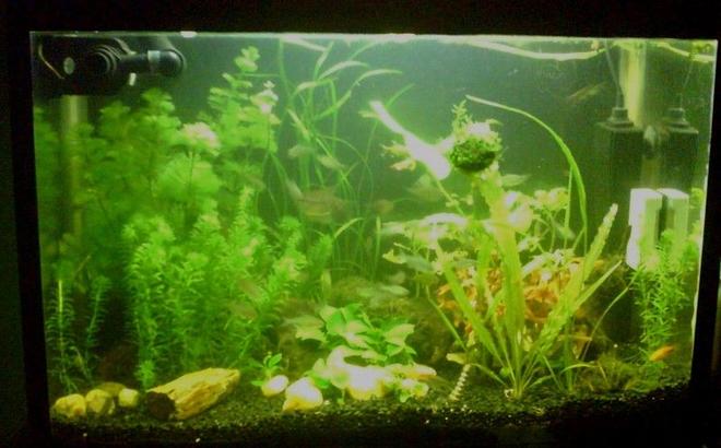 21 gallons planted tank (mostly live plants and fish) - DIY tank
12,000K light
DIY External Filter
Co2 system

This picture was taken 2 weeks after setup.