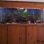 55 gallons planted tank (mostly live plants and fish) - full front of tank