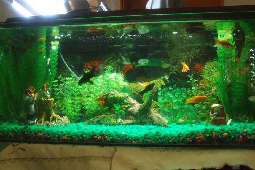 Rated #2533: 30 Gallons Freshwater Fish Tank - 30x12x18
three in one filteration system
colored gravel
ornaments