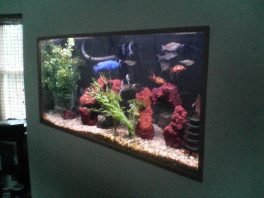 Rated #508: 90 Gallons Freshwater Fish Tank - This is an old photo of our 90 gal freshwater tank, but even though it's old it gives you a good idea of how it is placed in our house.  We converted a hallway closet into our "tank room", custom built a stand for the tank and cut a hole in the wall.  The house is a loft style, so when you walk into the front door and look up to the second floor you see the tank in the hallway wall.