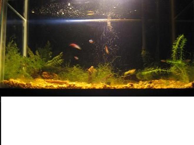 50 gallons freshwater fish tank (mostly fish and non-living decorations) - My fish tank.