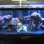 75 gallons freshwater fish tank (mostly fish and non-living decorations) - Mixed African Cichlid(lake malowi)