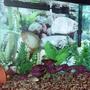 20 gallons freshwater fish tank (mostly fish and non-living decorations) - 20 Gal