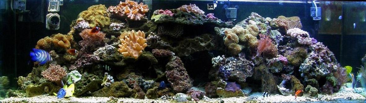 125 gallons reef tank (mostly live coral and fish) - My 125 tank. Has everything in it I could toss in, lol. Would love comments.