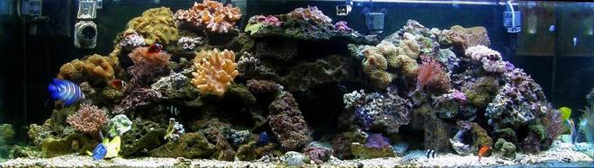 125 gallons reef tank (mostly live coral and fish) - My 125 tank.  Has everything in it I could toss in, lol. Would love comments.