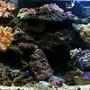 125 gallons reef tank (mostly live coral and fish) - My 125 tank. Has everything in it I could toss in, lol. Would love comments.