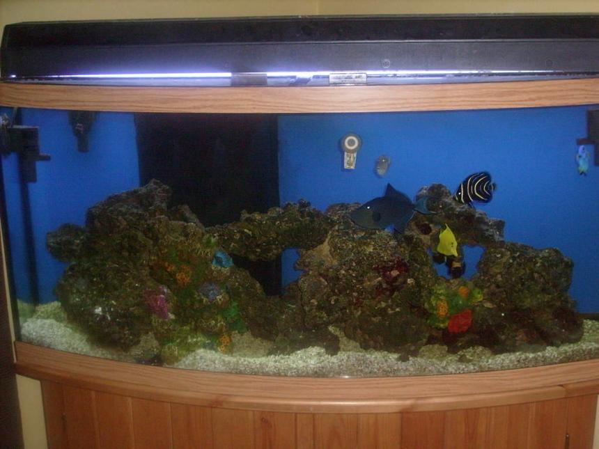 Rated #45: 72 Gallons Saltwater Fish Tank - Tank 1