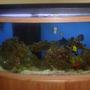 72 gallons saltwater fish tank (mostly fish, little/no live coral) - Tank 1