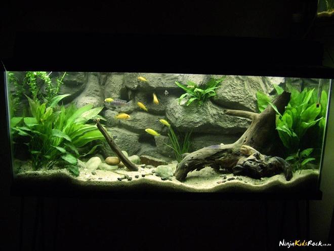 30 gallons planted tank (mostly live plants and fish) - My Malawi Rock Aquarium

4 Kenyi, 4 Yellow Labs, 4 Red Zebras and an upside down cat named "Schlurpie"

DIY Styrofoam and Concrete background hides the heater and dual filters