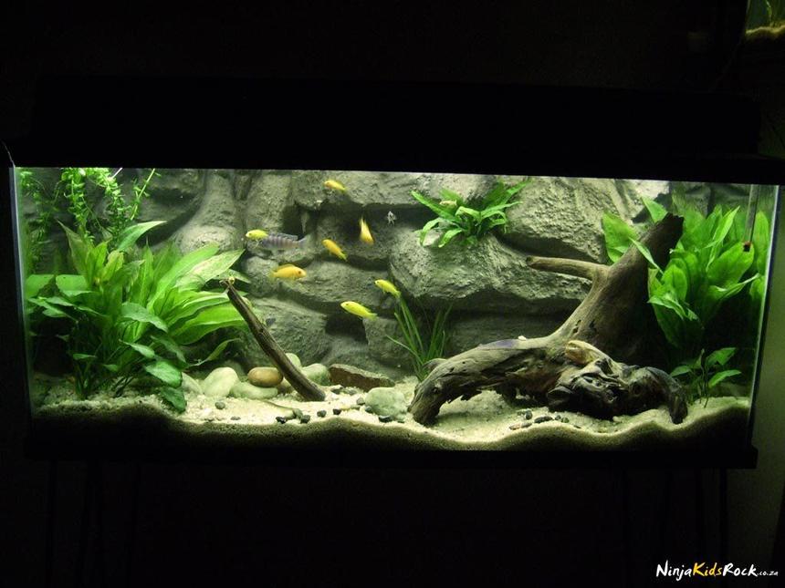 Rated #45: 30 Gallons Planted Tank - My Malawi Rock Aquarium

4 Kenyi, 4 Yellow Labs, 4 Red Zebras and an upside down cat named "Schlurpie"

DIY Styrofoam and Concrete background hides the heater and dual filters