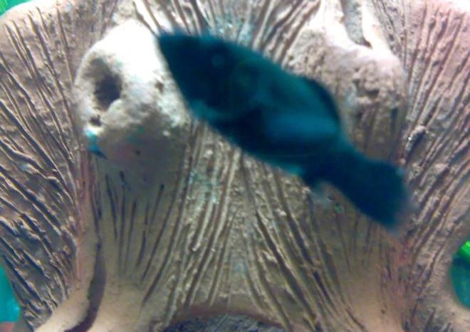 freshwater fish - poecilia latipinna - black molly stocking in 10 gallons tank - Black Molly